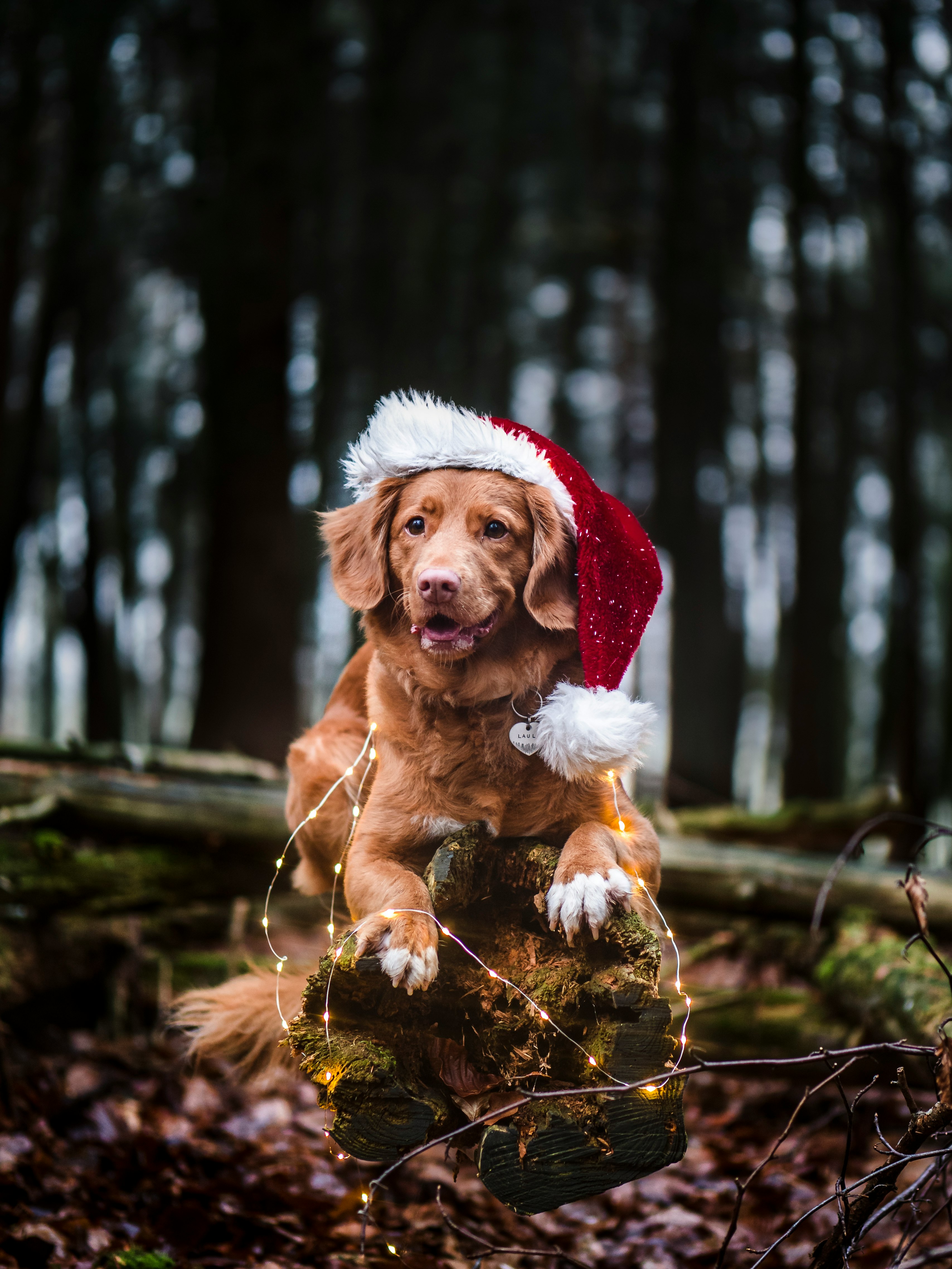 brown short coated dog wearing santa hat